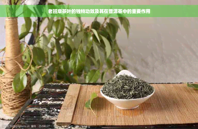 老班章茶叶的独特功效及其在普洱茶中的重要作用