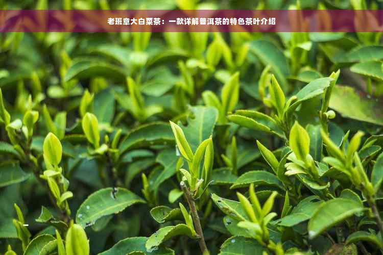 老班章大白菜茶：一款详解普洱茶的特色茶叶介绍