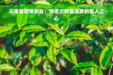 云南老班章茶业：传承古树普洱茶的匠人之心