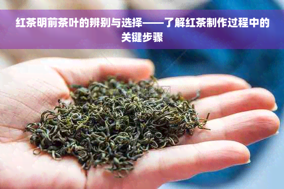 红茶明前茶叶的辨别与选择——了解红茶制作过程中的关键步骤