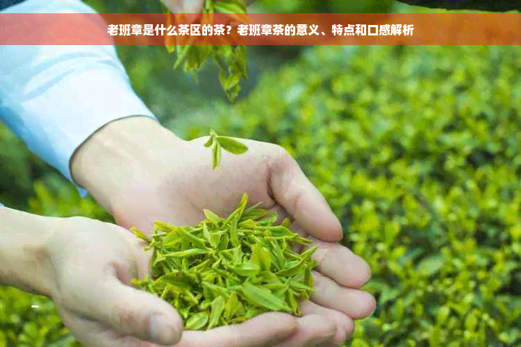 老班章是什么茶区的茶？老班章茶的意义、特点和口感解析