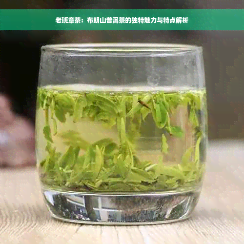 老班章茶：布朗山普洱茶的独特魅力与特点解析