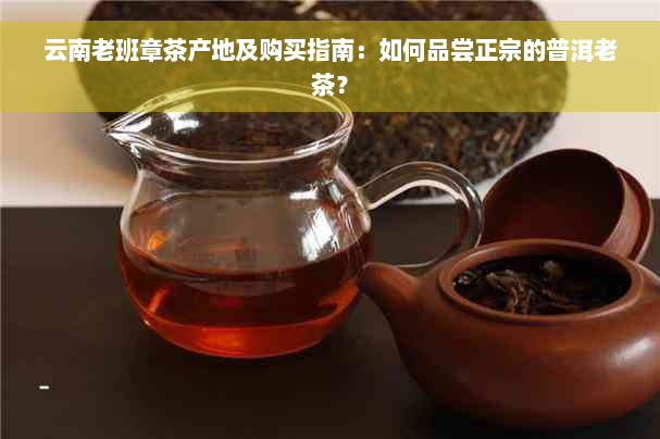 云南老班章茶产地及购买指南：如何品尝正宗的普洱老茶？