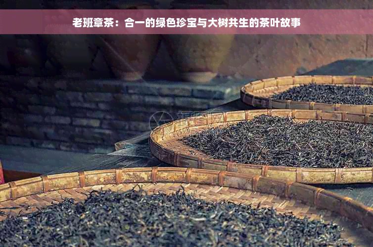 老班章茶：合一的绿色珍宝与大树共生的茶叶故事