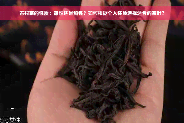 古村茶的性质：凉性还是热性？如何根据个人体质选择适合的茶叶？