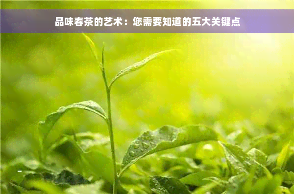 品味春茶的艺术：您需要知道的五大关键点