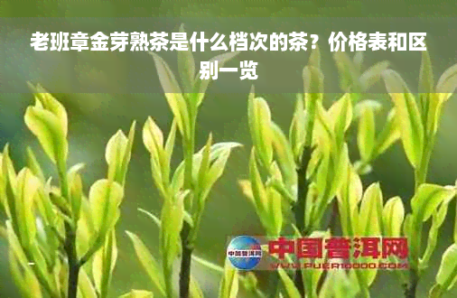 老班章金芽熟茶是什么档次的茶？价格表和区别一览