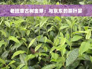 老班章古树金芽：与京东的茶叶宴