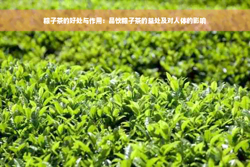 粽子茶的好处与作用：品饮粽子茶的益处及对人体的影响