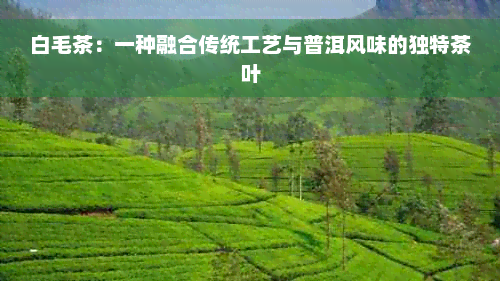 白毛茶：一种融合传统工艺与普洱风味的独特茶叶