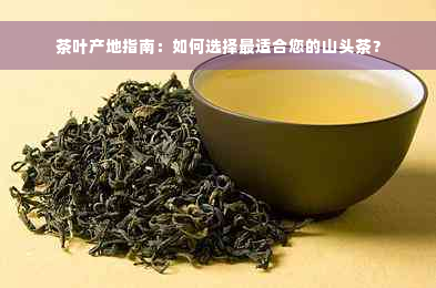 茶叶产地指南：如何选择最适合您的山头茶？