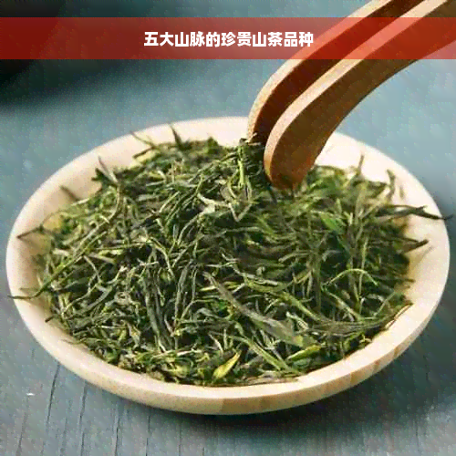 五大山脉的珍贵山茶品种