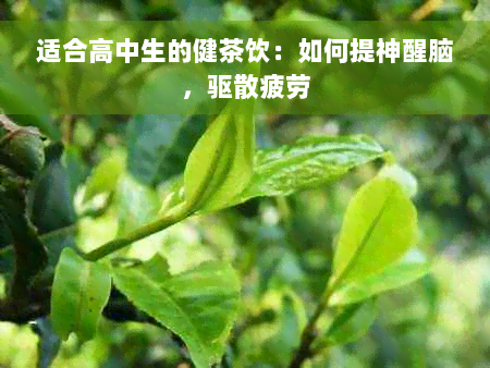 适合高中生的健茶饮：如何提神醒脑，驱散疲劳