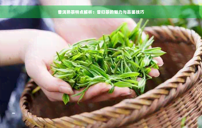 普洱熟茶特点解析：昔归茶的魅力与品鉴技巧