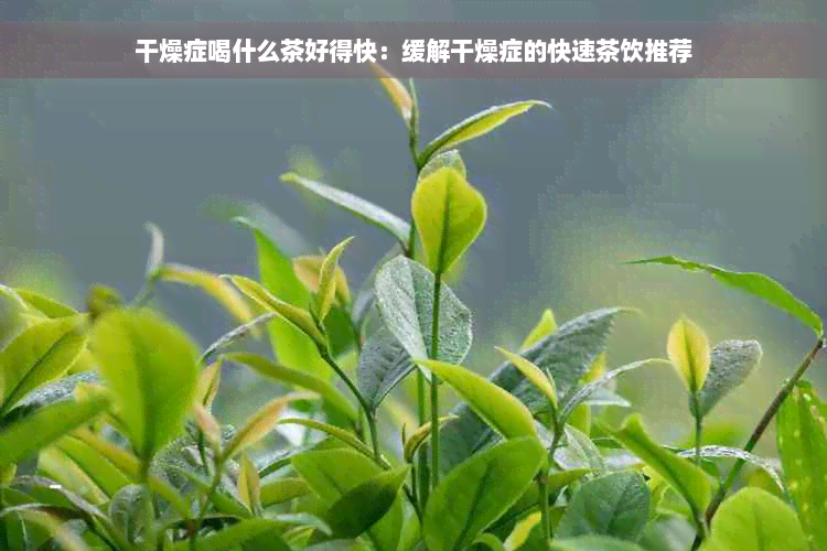 干燥症喝什么茶好得快：缓解干燥症的快速茶饮推荐