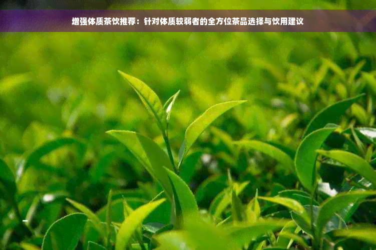 增强体质茶饮推荐：针对体质较弱者的全方位茶品选择与饮用建议