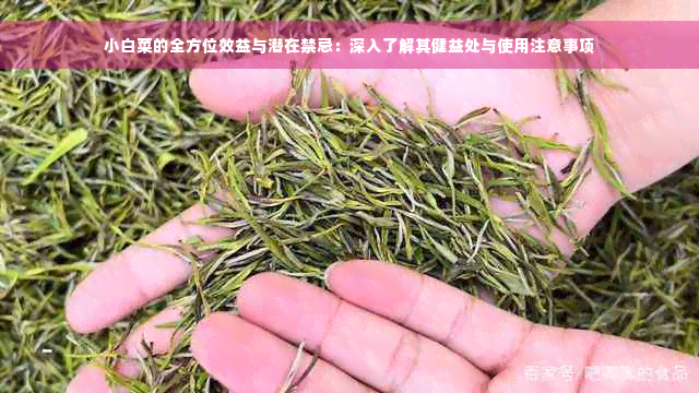 小白菜的全方位效益与潜在禁忌：深入了解其健益处与使用注意事项