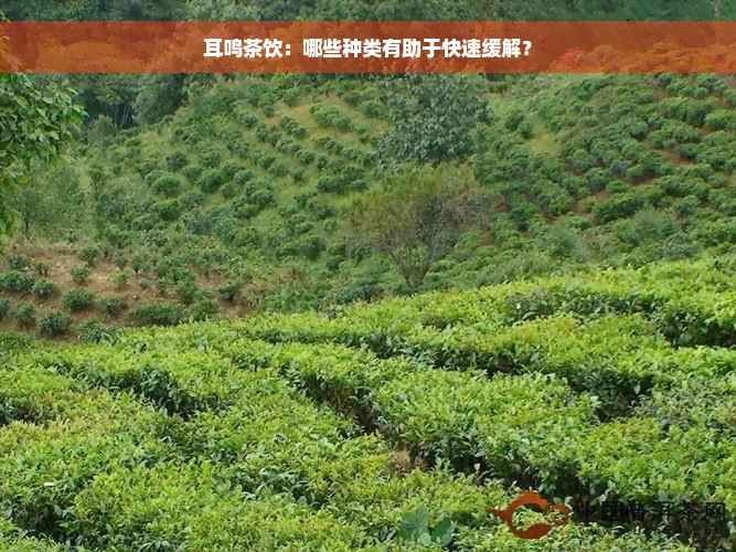 耳鸣茶饮：哪些种类有助于快速缓解？