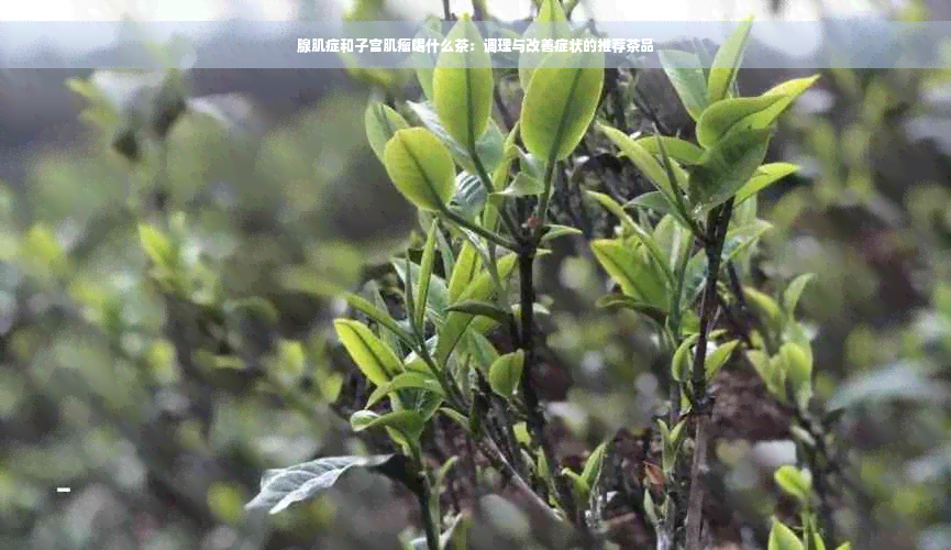 腺肌症和子宫肌瘤喝什么茶：调理与改善症状的推荐茶品