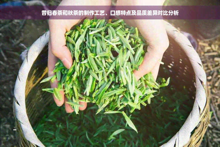 昔归春茶和秋茶的制作工艺、口感特点及品质差异对比分析