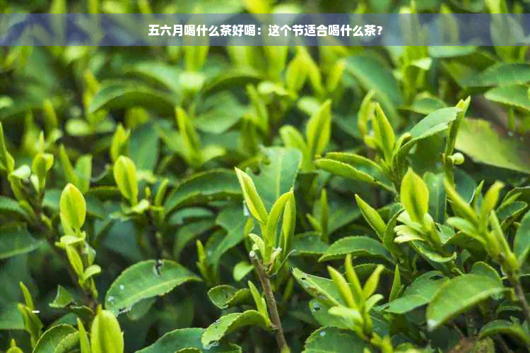 五六月喝什么茶好喝：这个节适合喝什么茶？