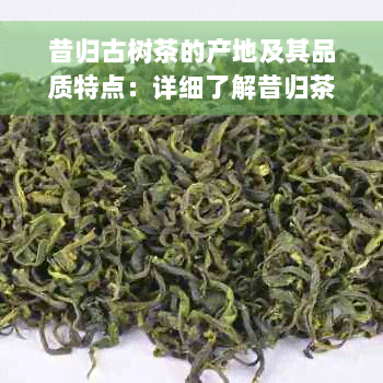 昔归古树茶的产地及其品质特点：详细了解昔归茶的产区和口感特点