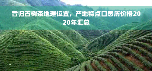 昔归古树茶地理位置，产地特点口感历价格2020年汇总