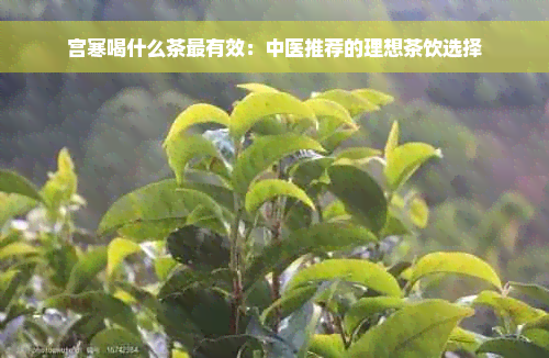 宫寒喝什么茶最有效：中医推荐的理想茶饮选择