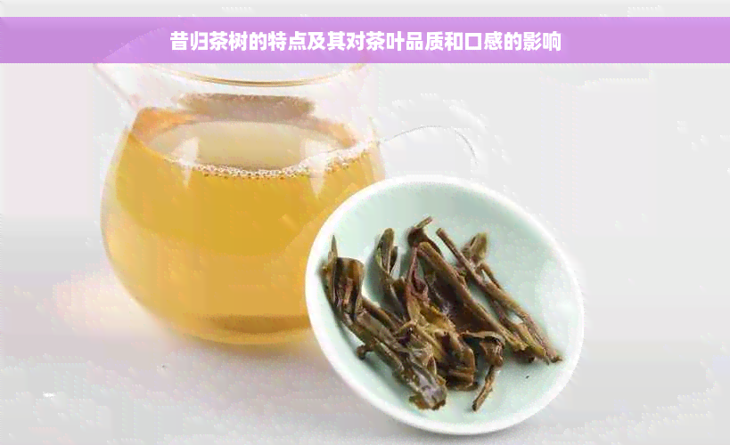 昔归茶树的特点及其对茶叶品质和口感的影响