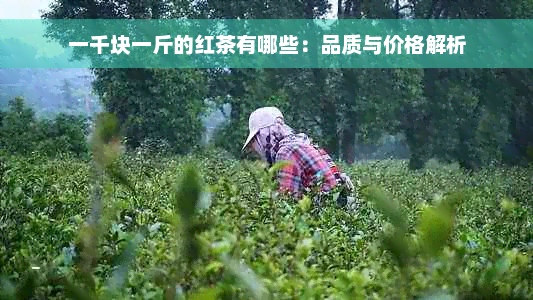 一千块一斤的红茶有哪些：品质与价格解析