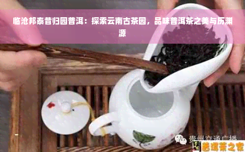 临沧邦泰昔归园普洱：探索云南古茶园，品味普洱茶之美与历渊源