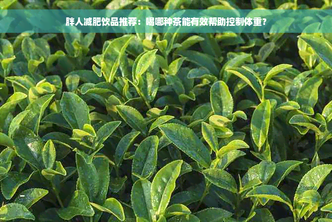 胖人减肥饮品推荐：喝哪种茶能有效帮助控制体重？