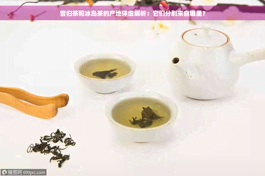 昔归茶和冰岛茶的产地详细解析：它们分别来自哪里？