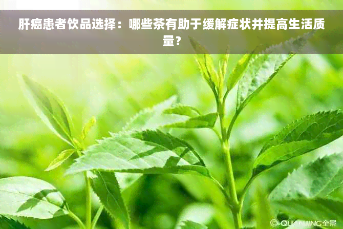 肝癌患者饮品选择：哪些茶有助于缓解症状并提高生活质量？