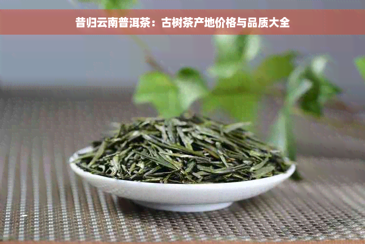 昔归云南普洱茶：古树茶产地价格与品质大全