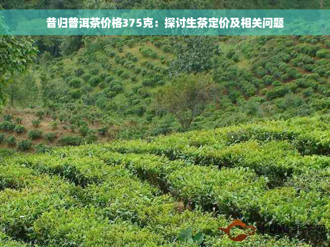 昔归普洱茶价格375克：探讨生茶定价及相关问题