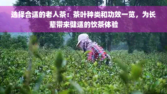 选择合适的老人茶：茶叶种类和功效一览，为长辈带来健适的饮茶体验