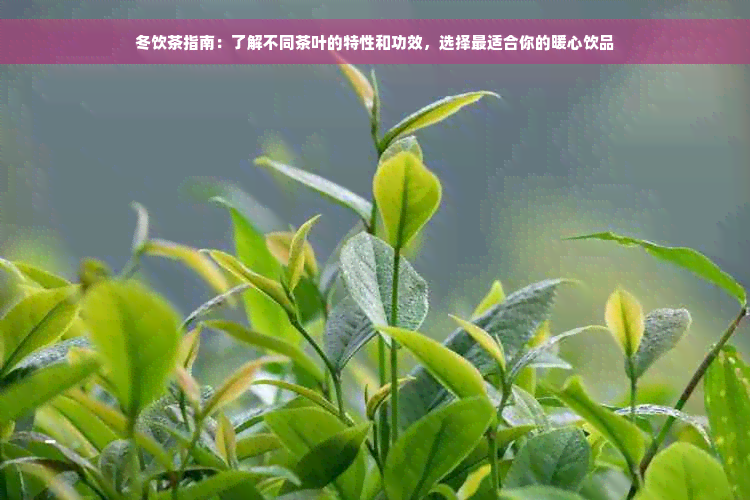 冬饮茶指南：了解不同茶叶的特性和功效，选择最适合你的暖心饮品