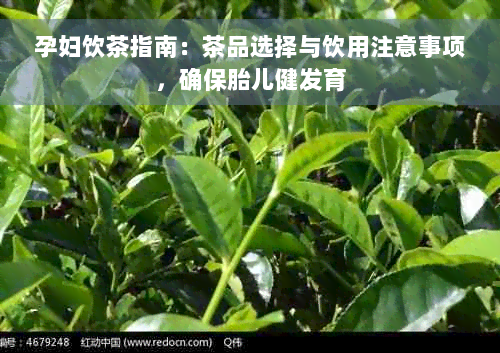 孕妇饮茶指南：茶品选择与饮用注意事项，确保胎儿健发育