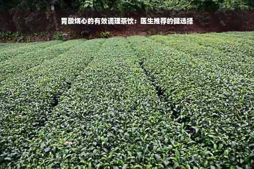 胃酸烧心的有效调理茶饮：医生推荐的健选择