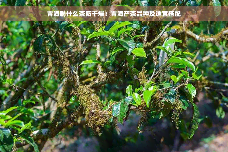 青海喝什么茶防干燥：青海产茶品种及适宜搭配