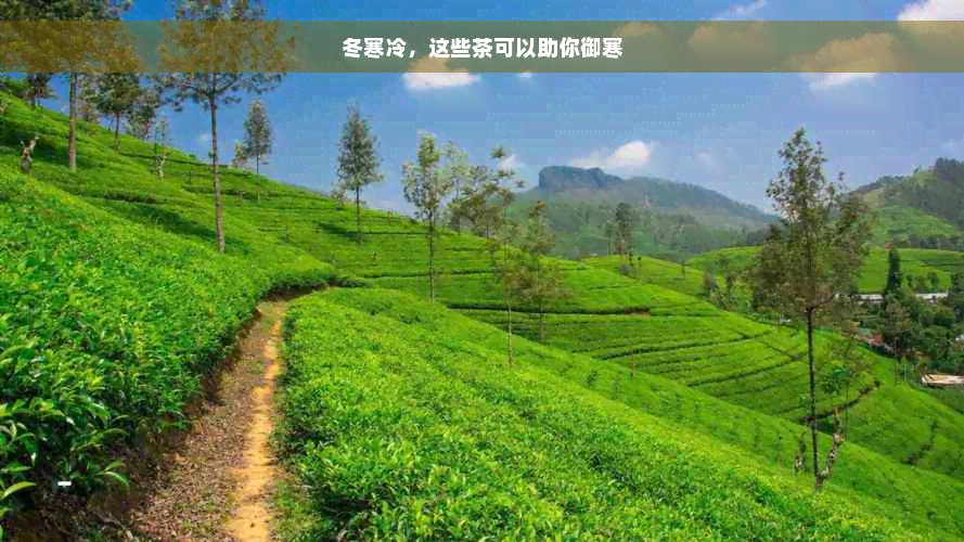 冬寒冷，这些茶可以助你御寒