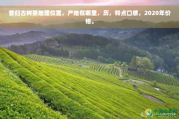 昔归古树茶地理位置，产地在哪里，历，特点口感，2020年价格。