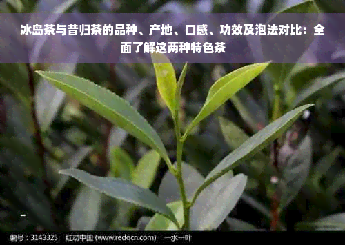 冰岛茶与昔归茶的品种、产地、口感、功效及泡法对比：全面了解这两种特色茶