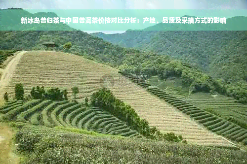 新冰岛昔归茶与中国普洱茶价格对比分析：产地、品质及采摘方式的影响