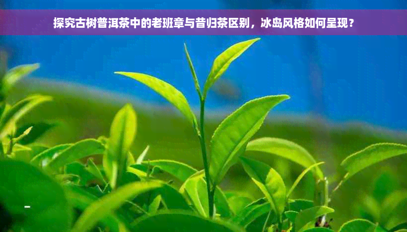 探究古树普洱茶中的老班章与昔归茶区别，冰岛风格如何呈现？