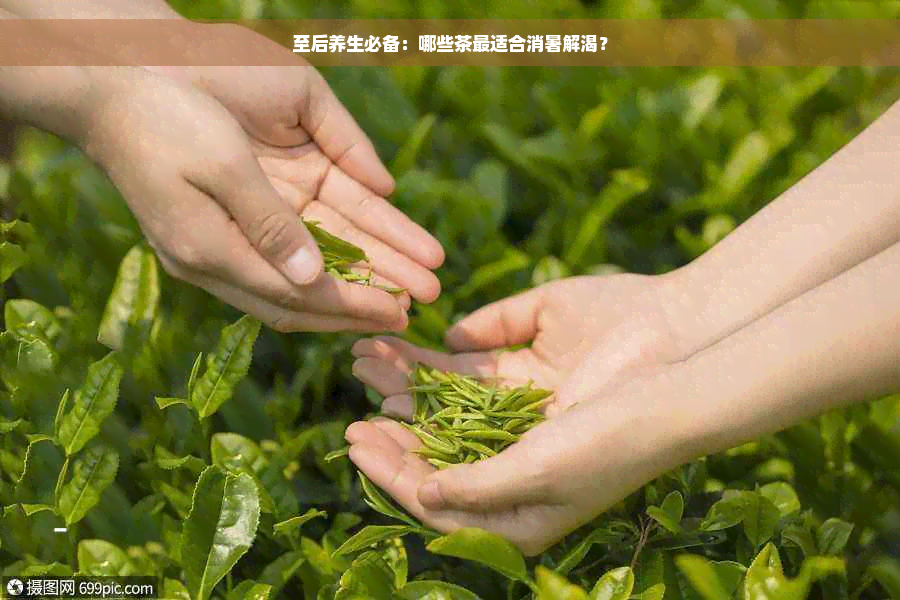 至后养生必备：哪些茶最适合消暑解渴？