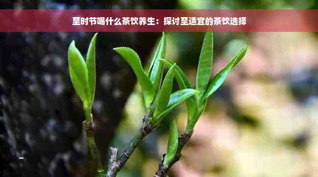 至时节喝什么茶饮养生：探讨至适宜的茶饮选择