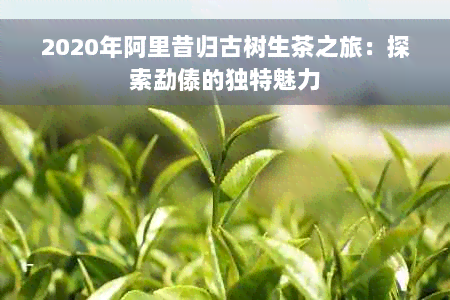 2020年阿里昔归古树生茶之旅：探索勐傣的独特魅力