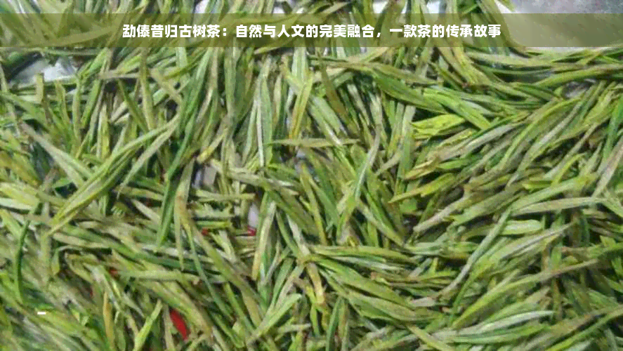 勐傣昔归古树茶：自然与人文的完美融合，一款茶的传承故事